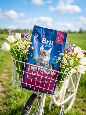 Spring Bicycle