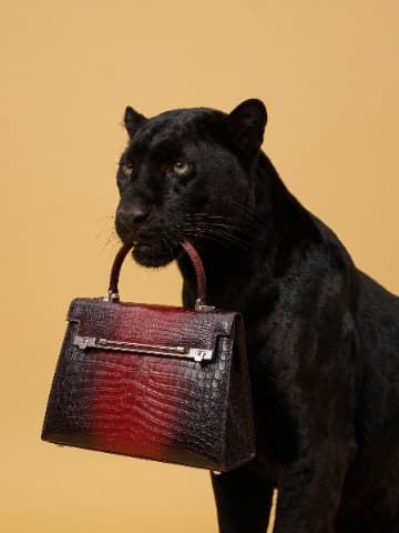 Wild Luxury Studio